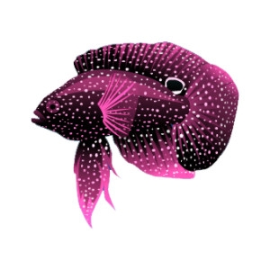 Pink Marine Betta